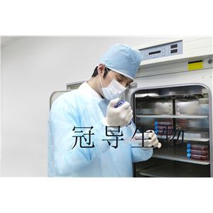 THLE-2 Cells人肝永生化細(xì)胞系,THLE-2 Cells