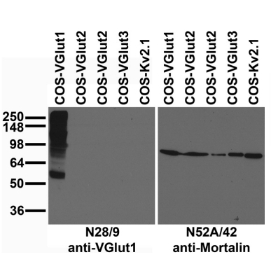 VGlut1,VGlut1