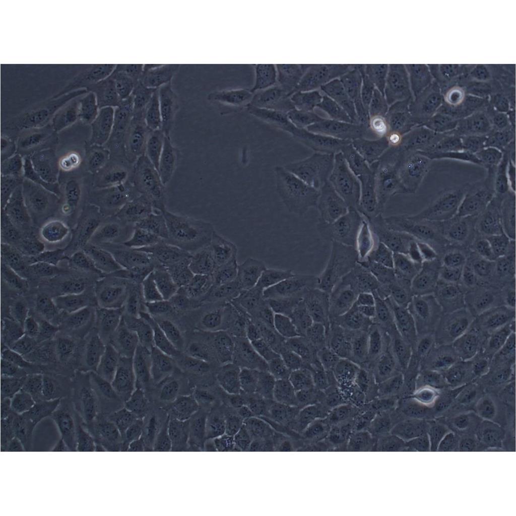 GH3 Cells大鼠垂體瘤細胞系,GH3 Cells