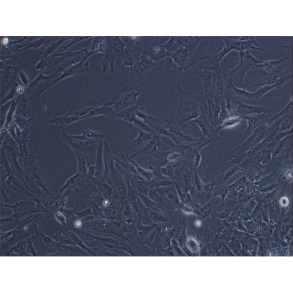 4T1 Cells小鼠乳腺癌細(xì)胞系,4T1 Cells