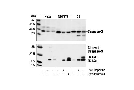 切割型 (Asp175) 抗體,Cleaved Caspase-3 (Asp175) Antibody