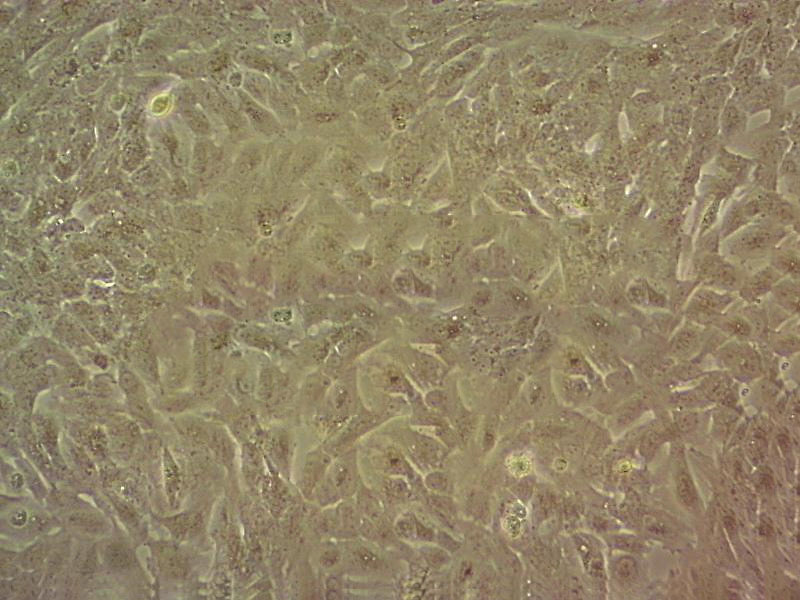 DC2.4 Cells小鼠骨髓來源樹突狀細(xì)胞系,DC2.4 Cells