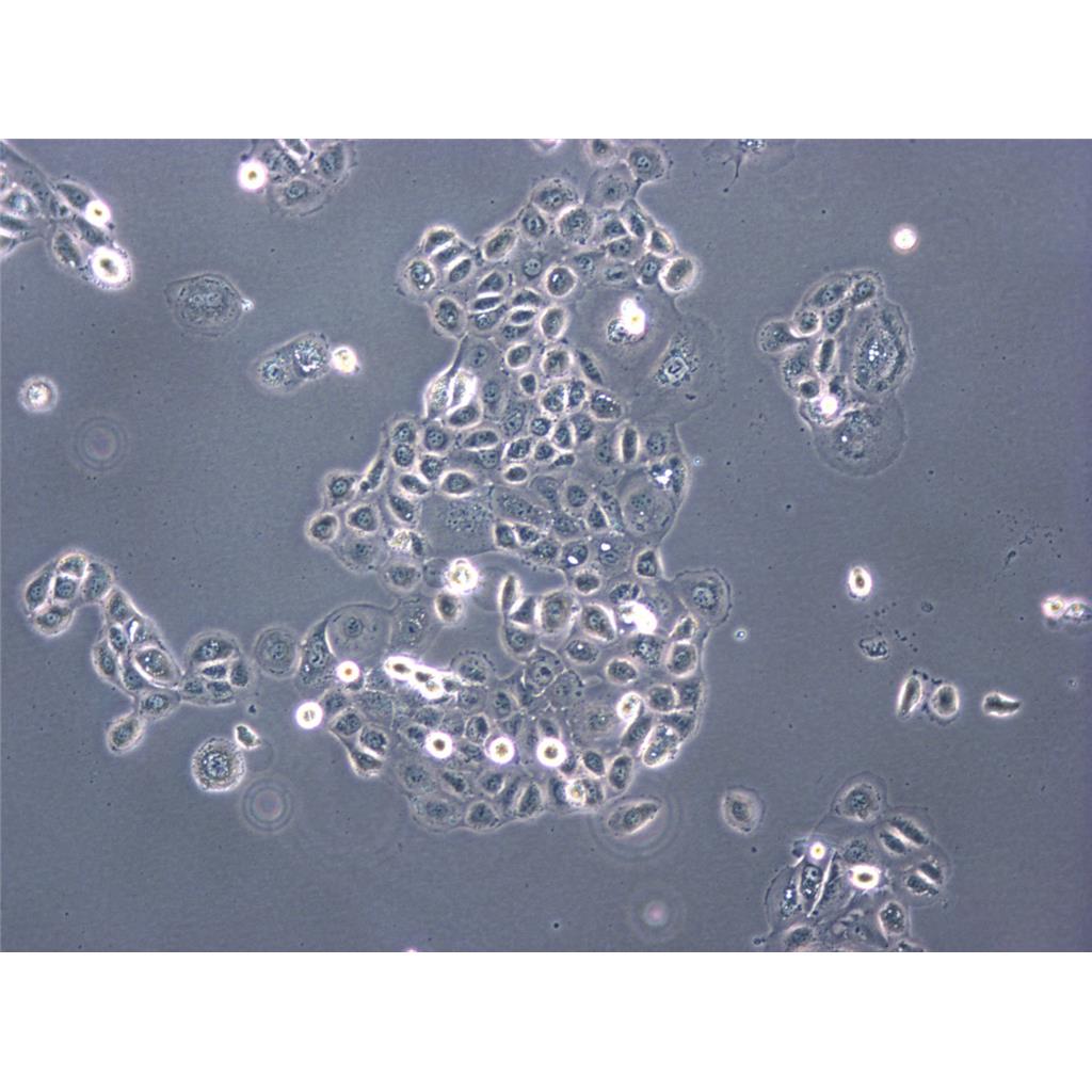 HC11 Cells小鼠乳腺上皮細(xì)胞系(提供STR圖譜),HC11 Cells