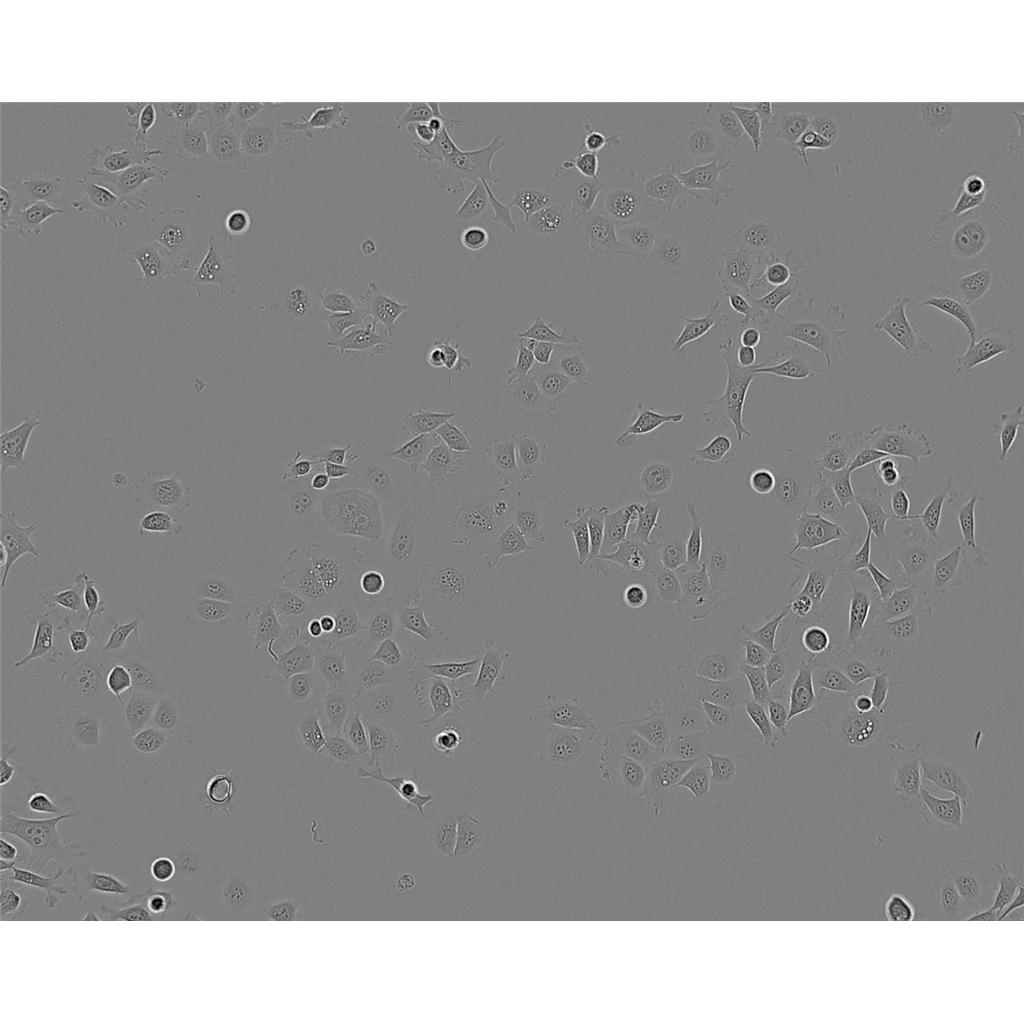 BS-C-1 Cells非洲綠猴腎細胞系(提供STR圖譜),BS-C-1 Cells