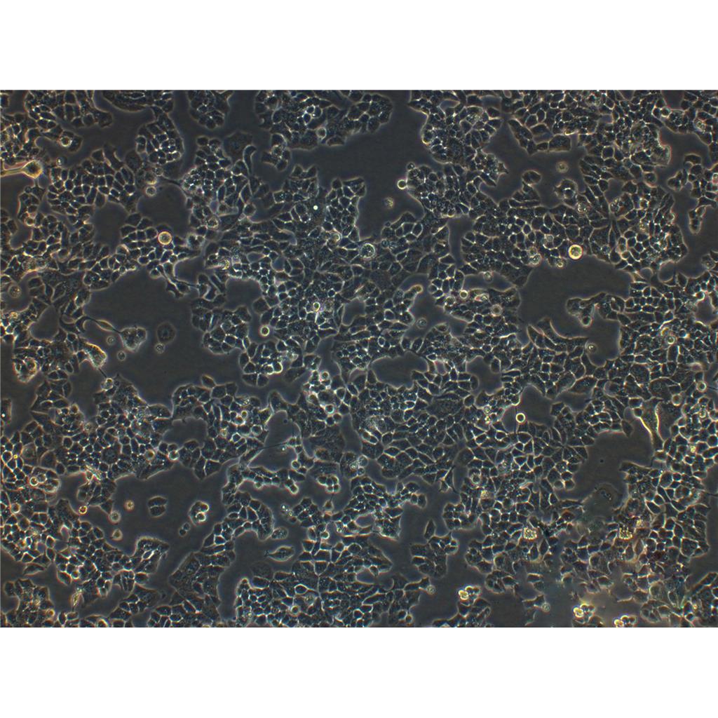 COS-1 Cells非洲綠猴SV40轉(zhuǎn)化的腎細(xì)胞系,COS-1 Cells