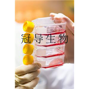 HCC1143 Cells人乳腺癌細胞系(提供STR圖譜),HCC1143 Cells