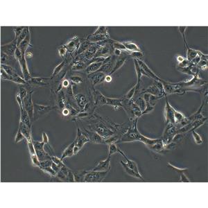 MS1 Cells小鼠胰島內(nèi)皮細胞系,MS1 Cells