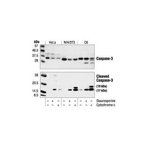 切割型 (Asp175) 抗體,Cleaved Caspase-3 (Asp175) Antibody