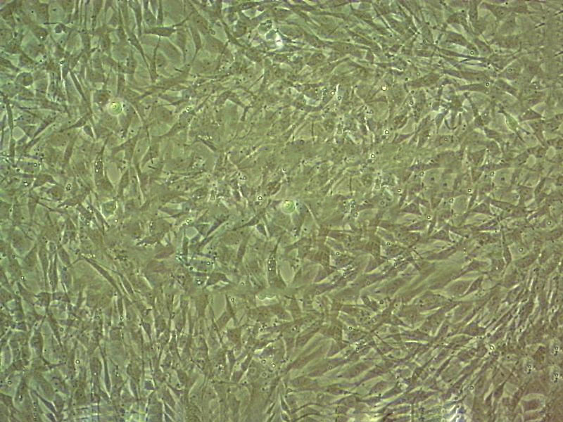 NCI H716 Cells人結(jié)直腸腺癌細胞系,NCI H716 Cells