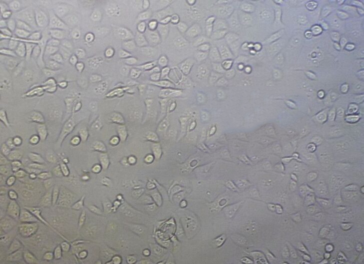 NCI.H460 Cells人大細胞肺癌細胞系,NCI.H460 Cells