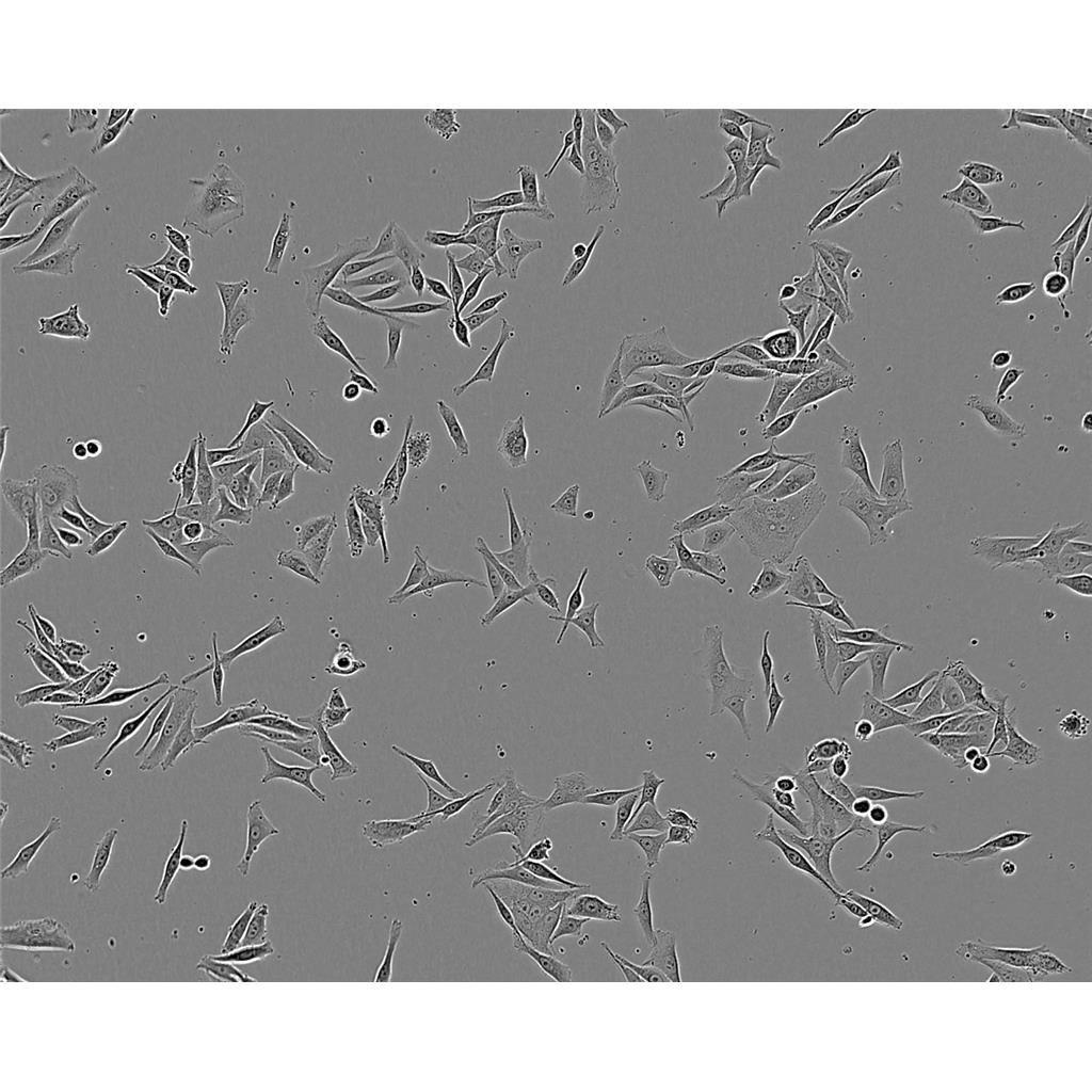 MRC5 Cells人胚肺成纖維細胞系,MRC5 Cells