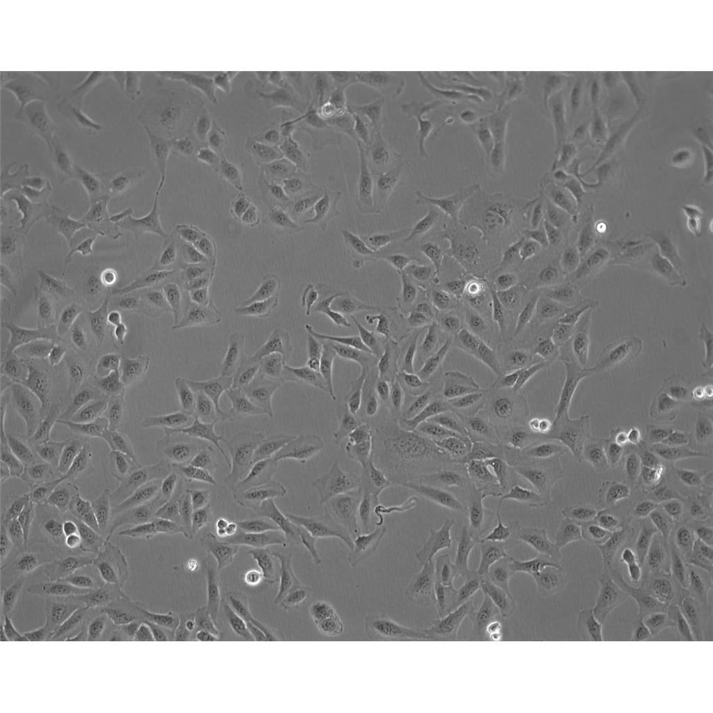 MHCC 97-L Cells低轉(zhuǎn)移人肝癌細(xì)胞系,MHCC 97-L Cells