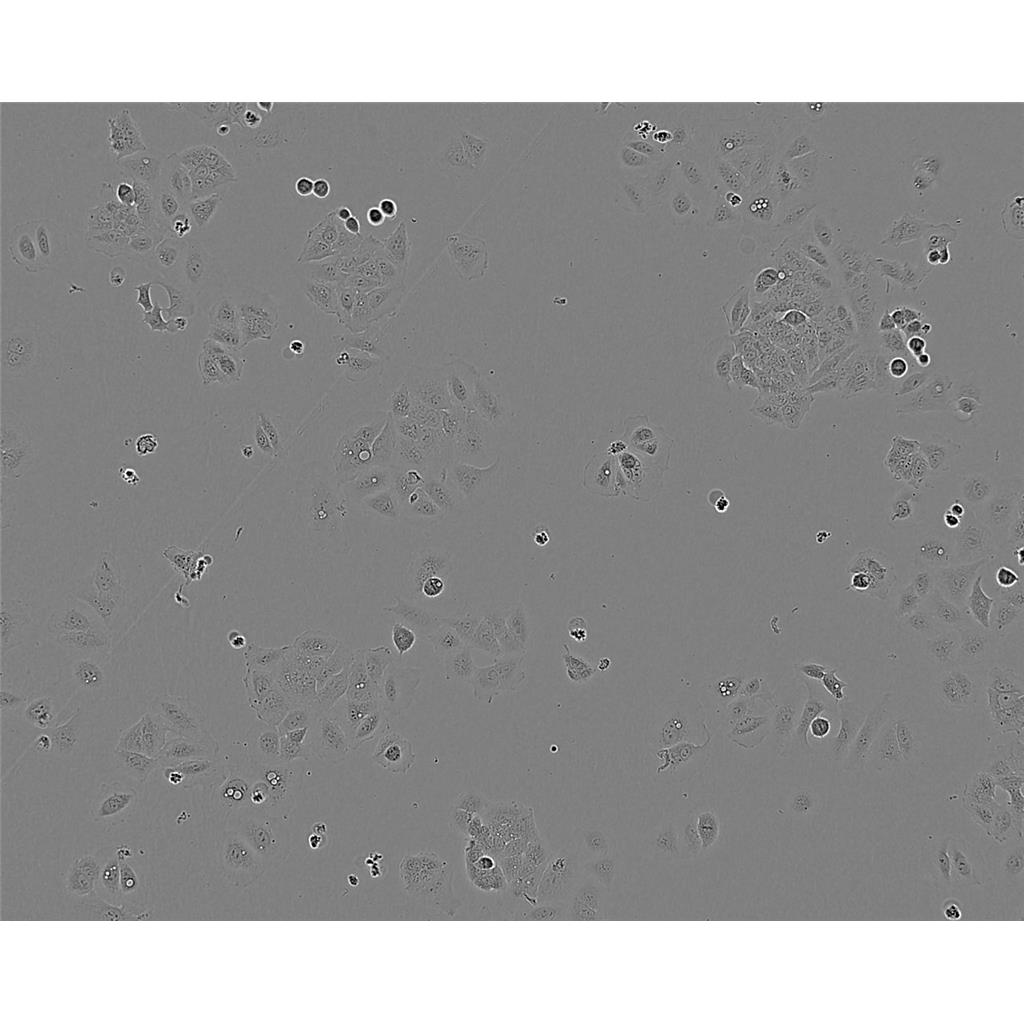 HEK-293FT Cells表達(dá)SV40T抗原人胚腎上皮細(xì)胞系,HEK-293FT Cells