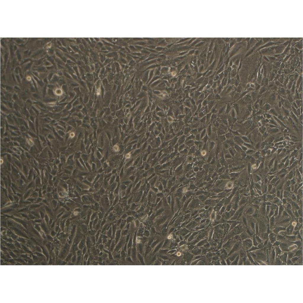 AML-12 Cells小鼠肝細(xì)胞系,AML-12 Cells