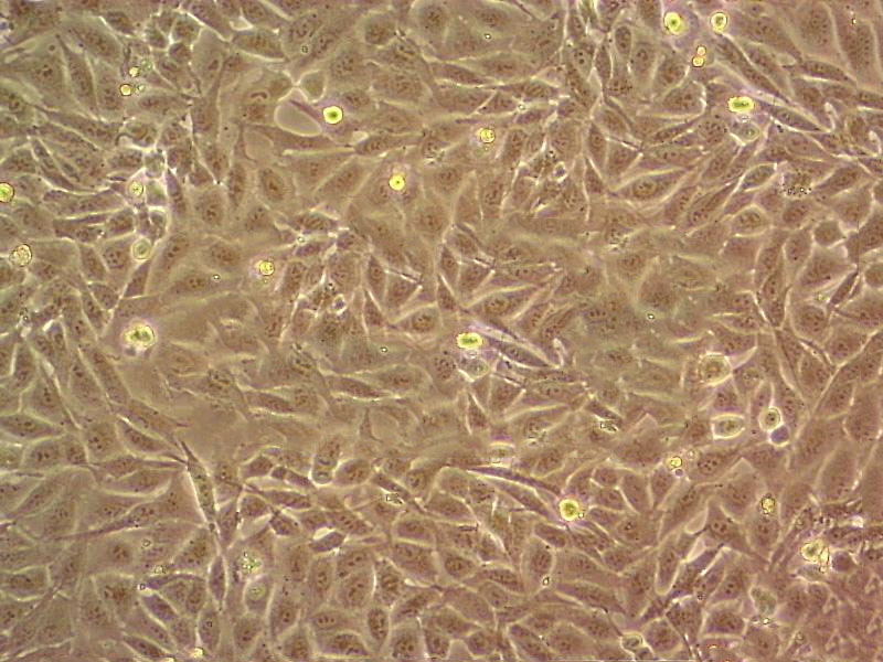 AR4-2J Cells大鼠胰腺外分泌腺腫瘤細胞系,AR4-2J Cells