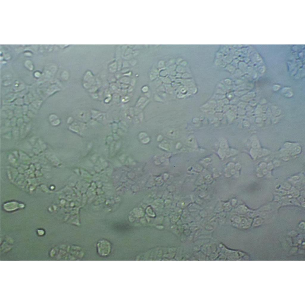 NCTC clone 1469 Cells小鼠正常肝細(xì)胞系,NCTC clone 1469 Cells