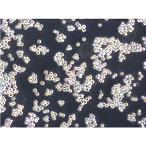 Mdck Cells犬腎細(xì)胞系(提供STR圖譜),Mdck Cells