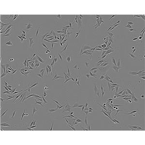 MRC5 Cells人胚肺成纖維細胞系,MRC5 Cells