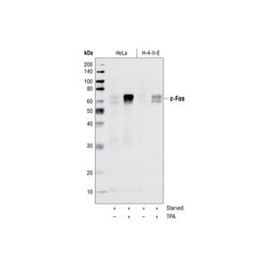 c-Fos（9F6）兔單克隆抗體,c-Fos (9F6) Rabbit mAb