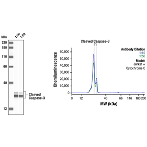 剪切的 (5A1E)兔單克隆抗體,Cleaved Caspase-3 (Asp175) (5A1E) Rabbit mAb