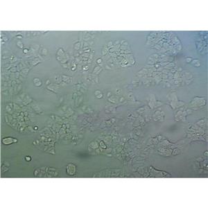 NCTC clone 1469 Cells小鼠正常肝細(xì)胞系,NCTC clone 1469 Cells