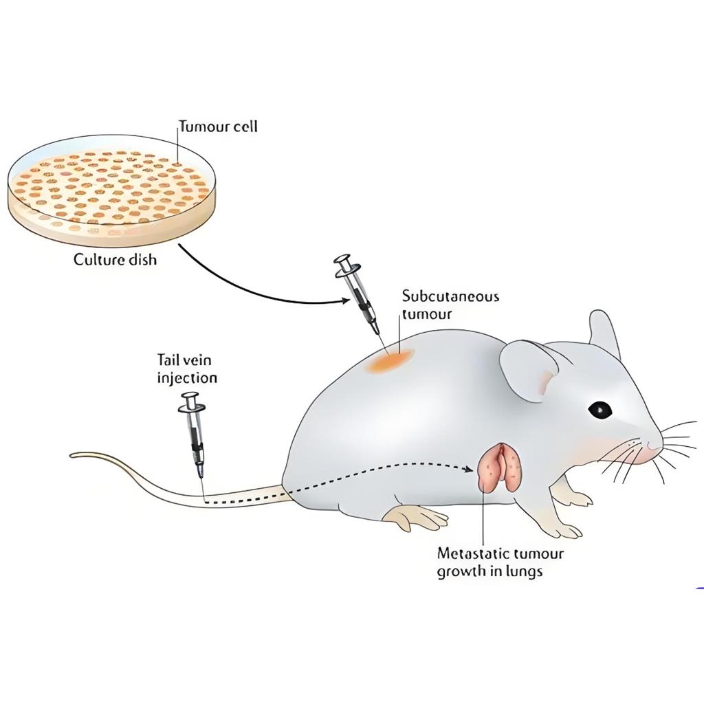 pdx小鼠模型建立,Establishment of PDX mouse model