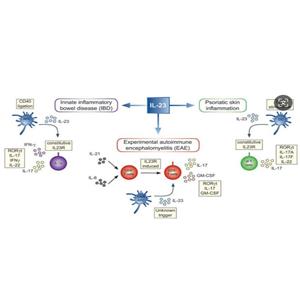 辰辉创聚生物?Nebulabio 重组细胞因子和蛋白支持生命科学研究领域的临床开发