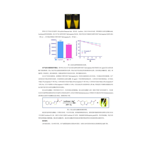 D-熒光素鉀鹽,D-Luciferin potassium