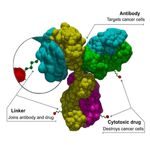 辰輝創(chuàng)聚生物Nebulabio 抗體偶聯(lián)藥物（ADC）