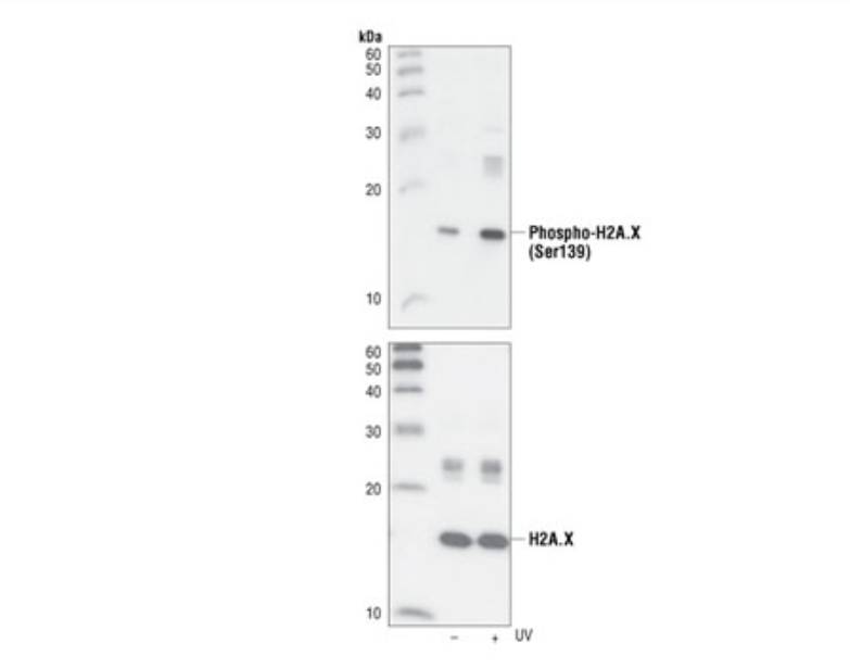 磷酸化組蛋白H2A.X（Ser139）（20E3）兔單克隆抗體,Phospho-Histone H2A.X (Ser139) (20E3) Rabbit mAb