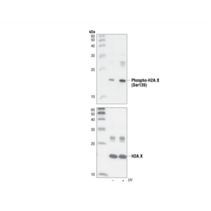 磷酸化组蛋白H2A.X（Ser139）（20E3）兔单克隆抗体