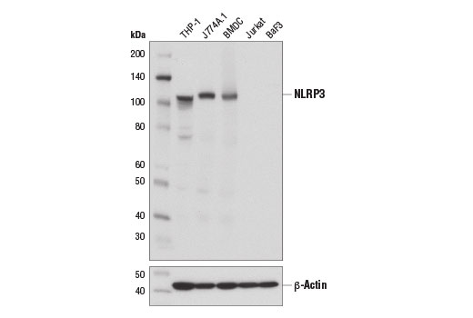 NLRP3（D4D8T）兔單克隆抗體,NLRP3 (D4D8T) Rabbit mAb