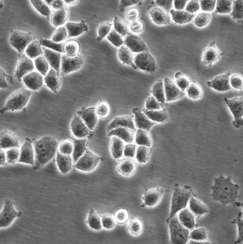 MCF 10A Cells人正常乳腺上皮復(fù)蘇細(xì)胞系(有STR鑒定圖譜),MCF 10A Cells