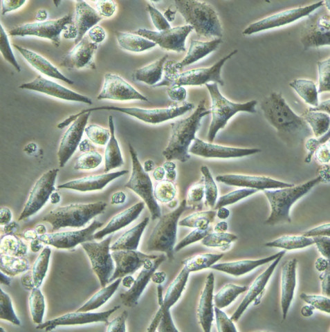 293A Cells人胚腎復(fù)蘇細(xì)胞系,293A Cells