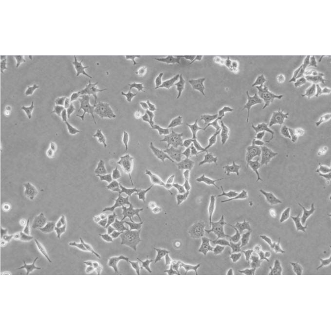 293T[HEK-293T] Cells人胚腎復蘇細胞系,293T[HEK-293T] Cells