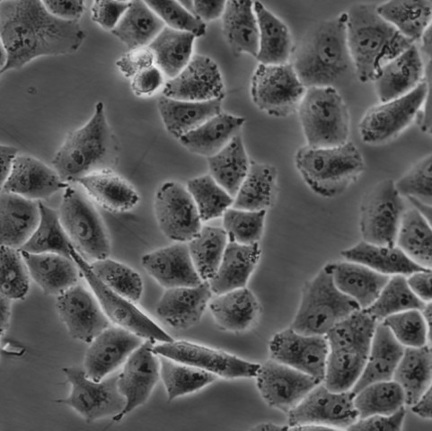 Hep 3B2.1-7 Cells人肝癌復(fù)蘇細胞系(有STR鑒定圖譜),Hep 3B2.1-7 Cells