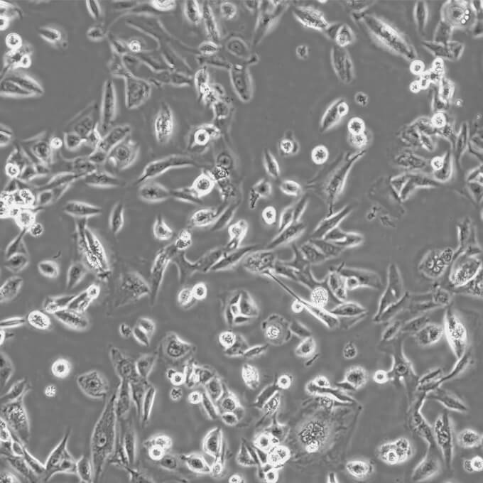 LNCaP clone FGC Cells人前列腺癌复苏细胞系(有STR鉴定图谱),LNCaP clone FGC Cells