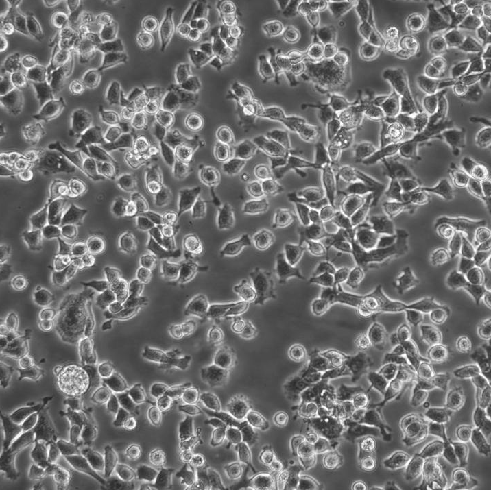 HPAC Cells人胰腺腺泡上皮癌復蘇細胞系(有STR鑒定圖譜),HPAC Cells