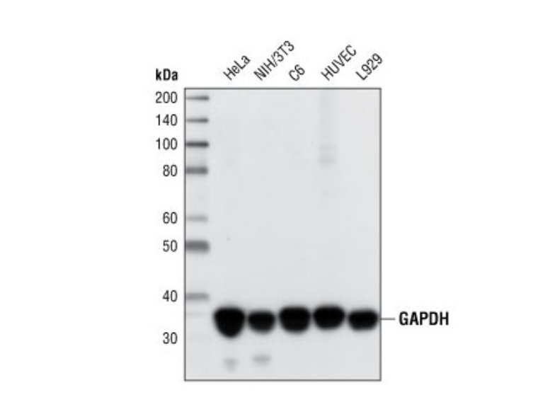 甘油醛-3-磷酸脫氫酶（GAPDH）（14C10）兔單克隆抗體,GAPDH (14C10) Rabbit mAb