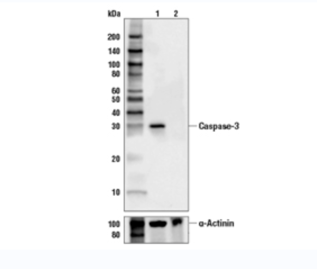 半胱天冬酶-3抗體,Caspase-3 Antibody