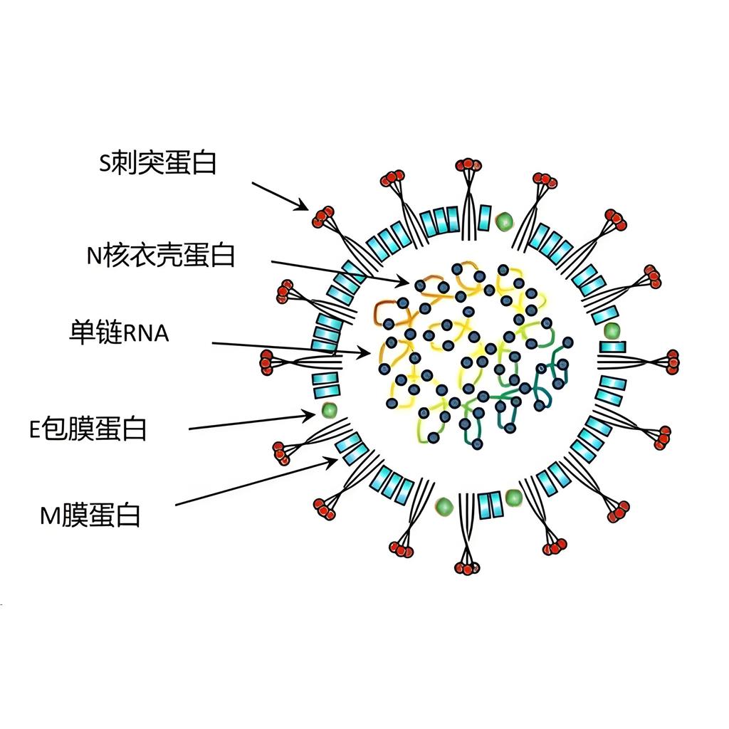 貓冠狀病抗原；貓冠狀?。?FCoV）蛋白,FCoV