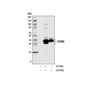 STING (D2P2F) 兔單克隆抗體