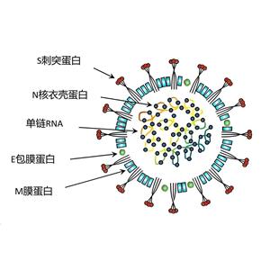 貓冠狀病抗原，貓冠狀?。?FCoV）蛋白，貓FCoV病毒抗原