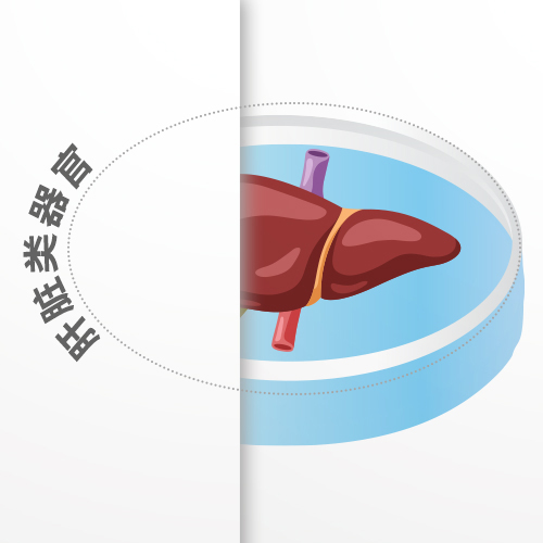 肝臟類器官,Liver Organoid