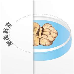 腦類器官-ACROBiosystems百普賽斯