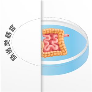 腸道類器官,Intestinal Organoid