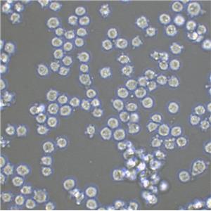 NB.4 Cells急性早幼粒復蘇細胞系(有STR鑒定圖譜),NB.4 Cells