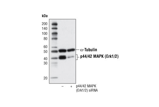 p44/42 MAPK (Erk1/2) (137F5) 兔單克隆抗體,p44/42 MAPK (Erk1/2) (137F5) Rabbit mAb