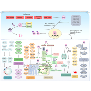 辰辉创聚生物Nebulabio 提供P53信号通路相关蛋白