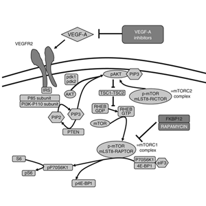 辰輝創(chuàng)聚生物Nebulabio 提供VEGF信號通路相關(guān)蛋白